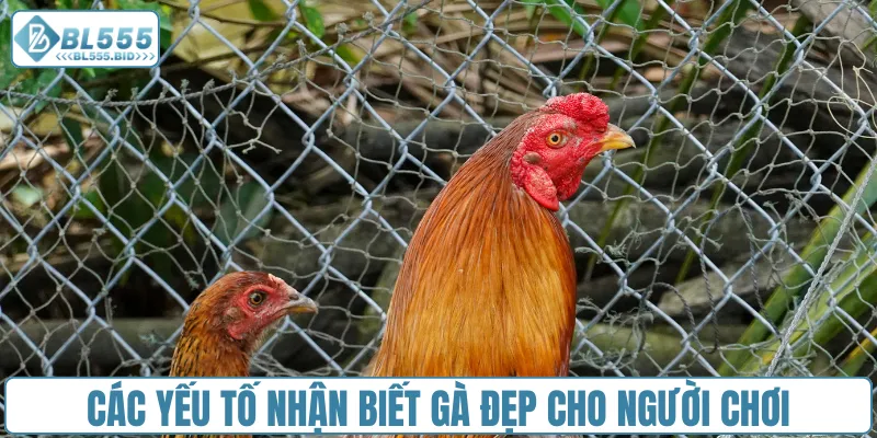 Các yếu tố nhận biết gà đẹp cho người chơi