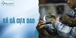 đá gà cựa dao