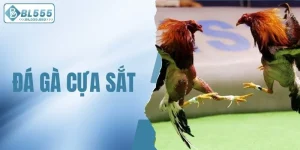 đá gà cựa sắt