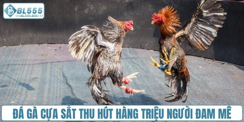 Đá gà cựa sắt thu hút hàng triệu người đam mê