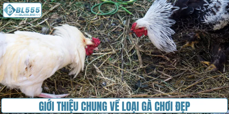 Giới thiệu chung về loại gà chơi đẹp