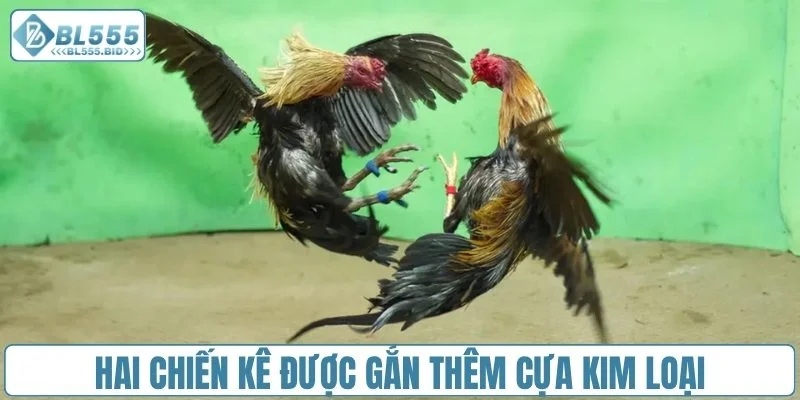 Hai chiến kê được gắn thêm cựa kim loại