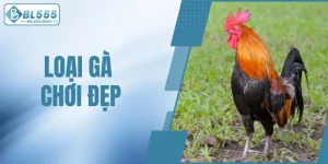 loại gà chơi đẹp
