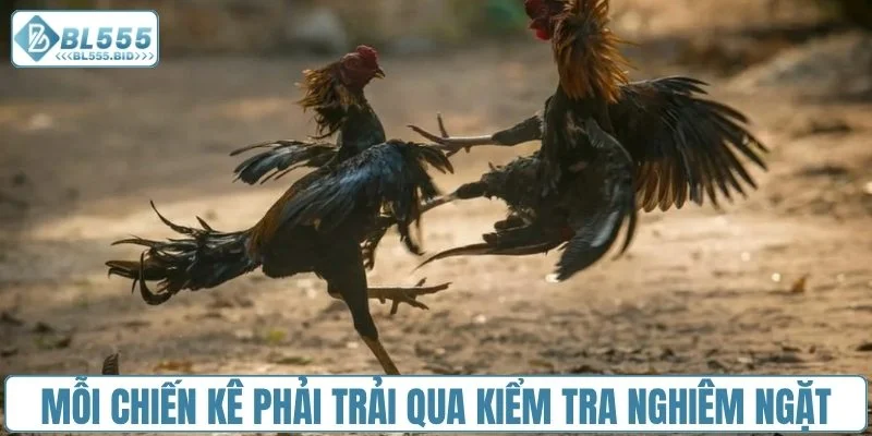 Mỗi chiến kê phải trải qua kiểm tra nghiêm ngặt