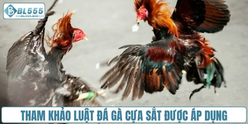 Tham khảo luật đá gà cựa sắt được áp dụng