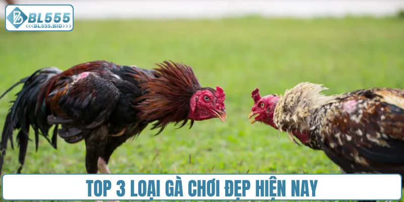 Top 3 loại gà chơi đẹp hiện nay